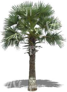 cut out big palm tree