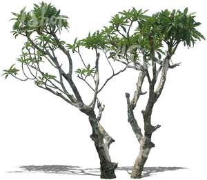 two cut out tropical trees