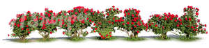 cut out rose bush hedge