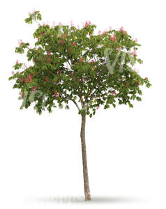 cut out small tree with pink blossoms