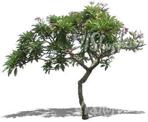 cut out tropical tree with pink blossoms