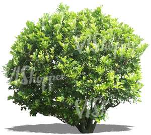 cut out big round bush