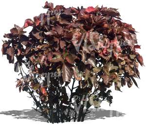cut out bush with reddish leaves