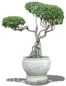 cut out asian tree in a decorative pot