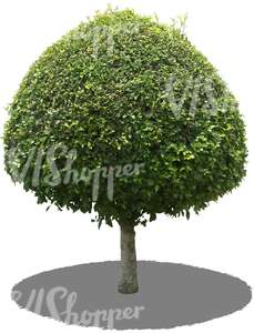 cut out round tropical tree