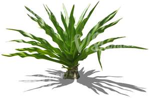 cut out small tropical plant