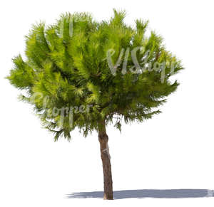 cut out bright green pine tree