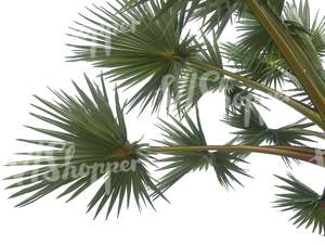 cut out branch of a palm tree