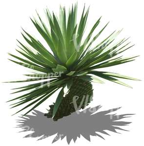 cut out tropical small plant