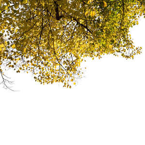 cut out linden tree branch with yellow leaves