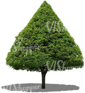 cut out conical tree