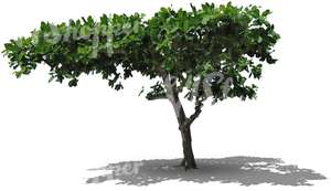 cut out deciduous tropical tree