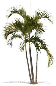 cut out small palm tree