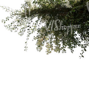 backlit branch with white blossoms