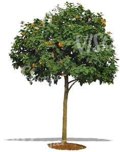 cut out blooming orange tree