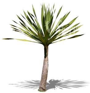 cut out small palm tree