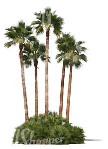 cut out group of palm trees