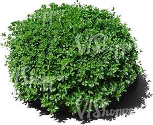 cut out round bush