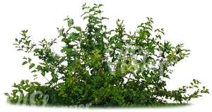 cut out small bush