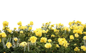 cut out yellow rose bush for foreground