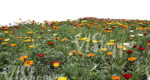 cut out field of flowers for foreground