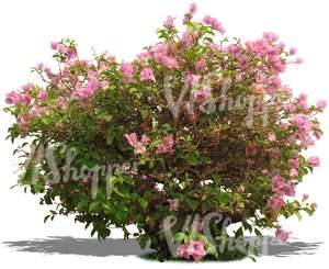 cut out bush with pink blossoms