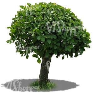 Cut out small round tree