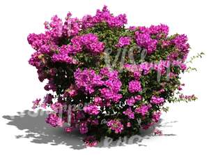 cut out bush with big violet blossoms