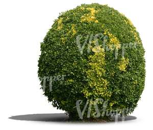 cut out round bush