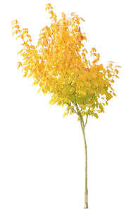 cut out small maple with yellow leaves
