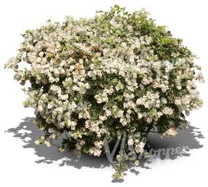 bush with white blossoms