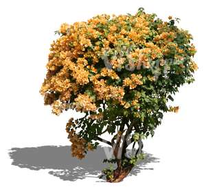 cut out bush with yellow blossoms