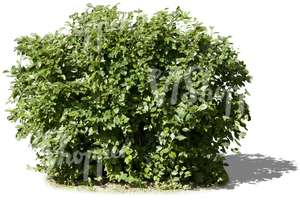 cut out small bush