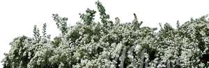 cut out branch with white blossoms