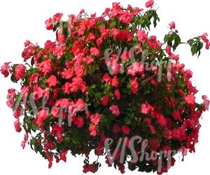 cut out plant with red blossoms