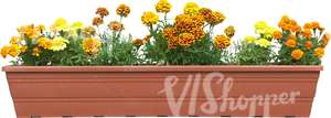 yellow flowers in a balcony basket