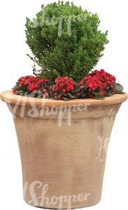 small plant in a clay pot