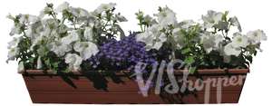 white flowers in a balcony basket