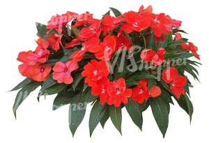 cut out small plant with red blossoms