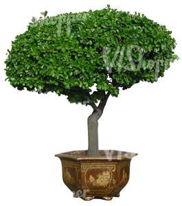 small tree in a metallic pot