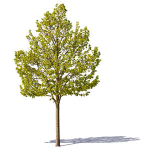 cut out small trees with spring leaves