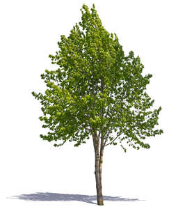 cut out medium size tree