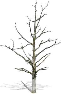 cut out small leafless tree