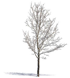 cut out medium tree covered with snow