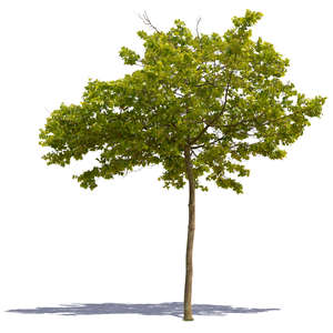 cut out medium size deciduous tree