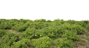 cut out foreground with blooming hip rose bushes