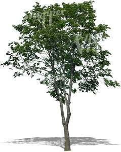 cut out medium deciduous tree