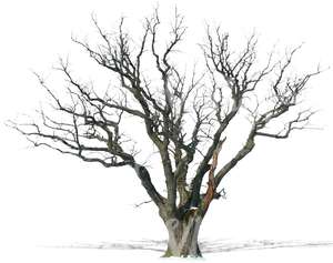 cut out leafless oak