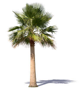 cut out medium size palm tree