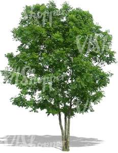 cut out medium ash tree